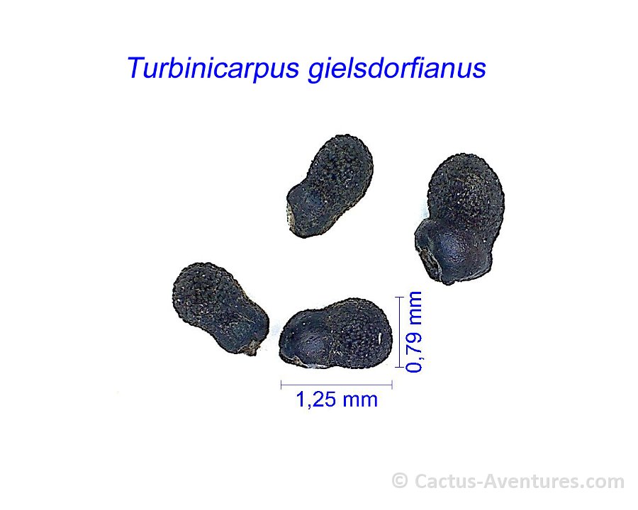 Turbinicarpus gielsdorfianus